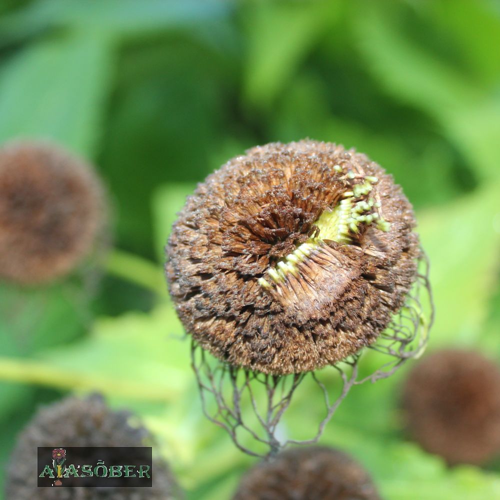 Kaunis teleekia (6 tk) - Image 4