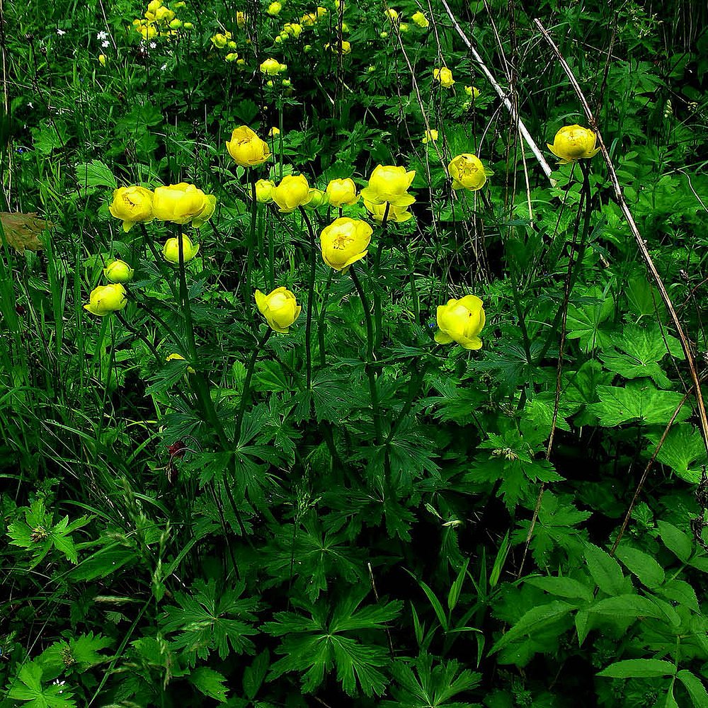 Kullerkupp 'Lemon Queen' (6 tk) - Image 3