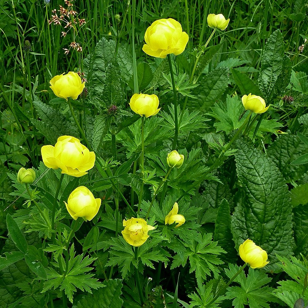 Kullerkupp 'Lemon Queen' (6 tk) - Image 4