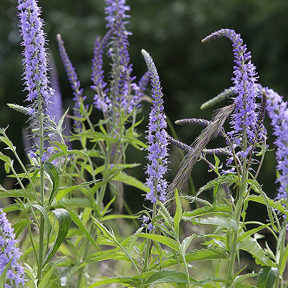 Pikalehine mailane (6 tk) - Image 3