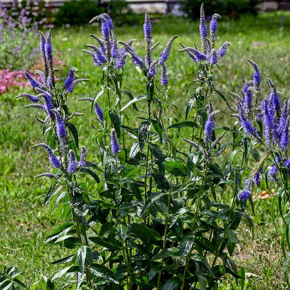 Pikalehine mailane (6 tk) - Image 4