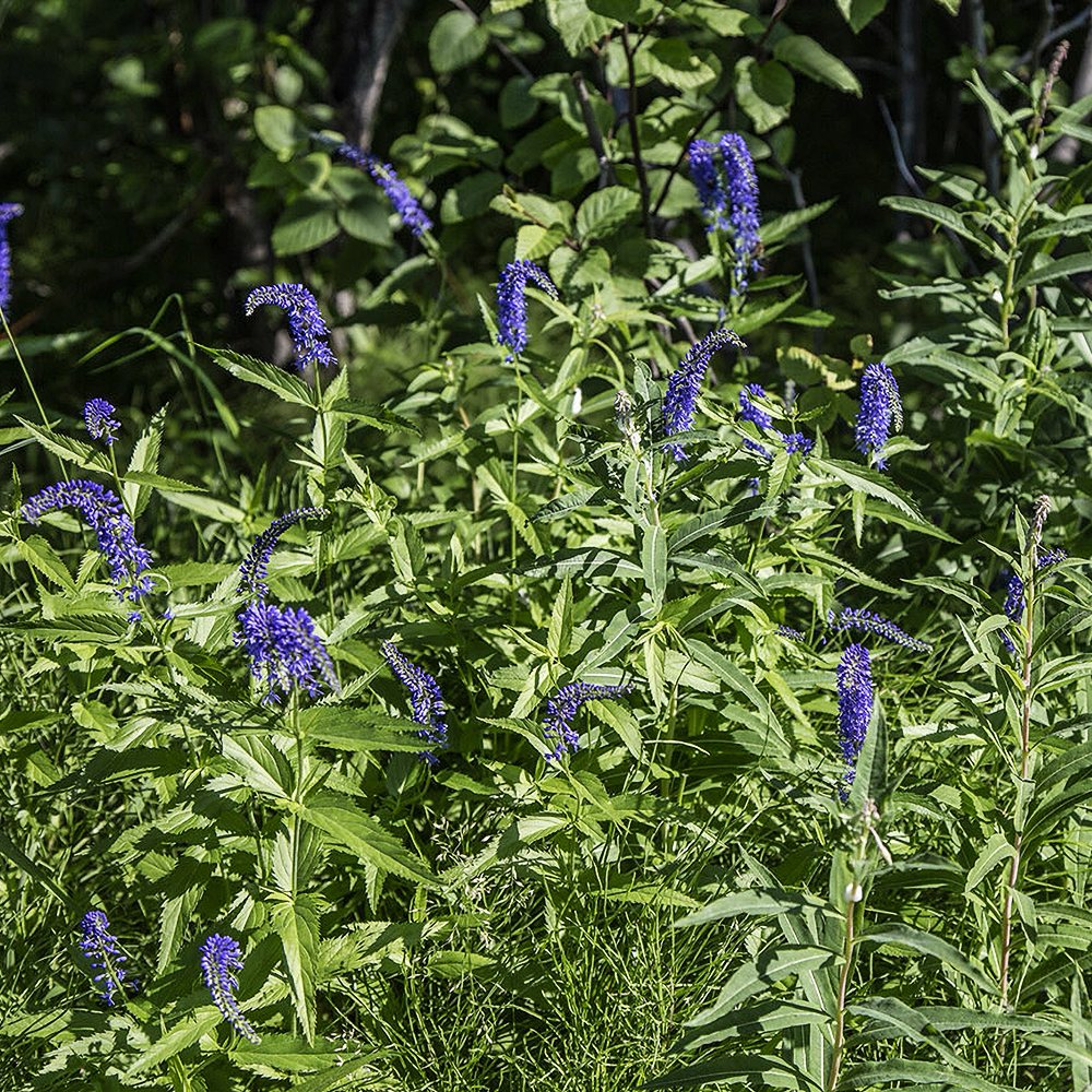 Pikalehine mailane 'Marietta' (6 tk) - Image 2