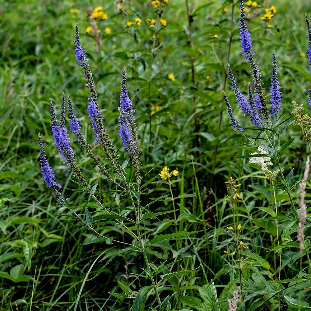 Pikalehine mailane 'Marietta' (6 tk) - Image 3