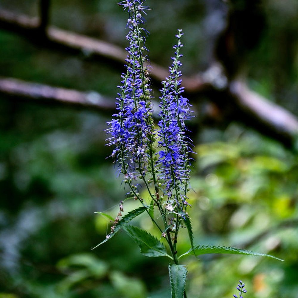 Pikalehine mailane 'Marietta' (6 tk) - Image 4