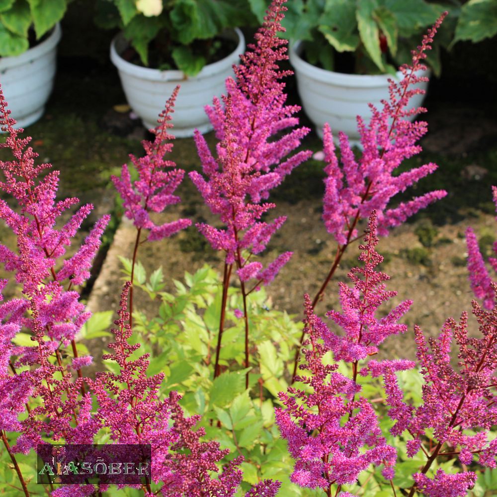 Astilbe 'Maggie Daley' (6 tk) - Image 3