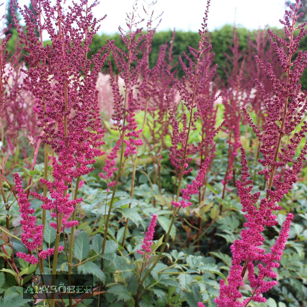 Astilbe 'Maggie Daley' (6 tk) - Image 4