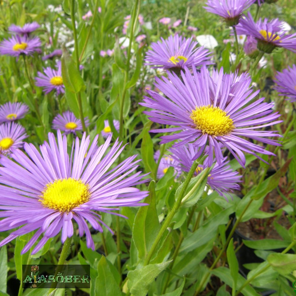 Aed-õnnehein 'Azure Beauty' (6 tk) - Image 3