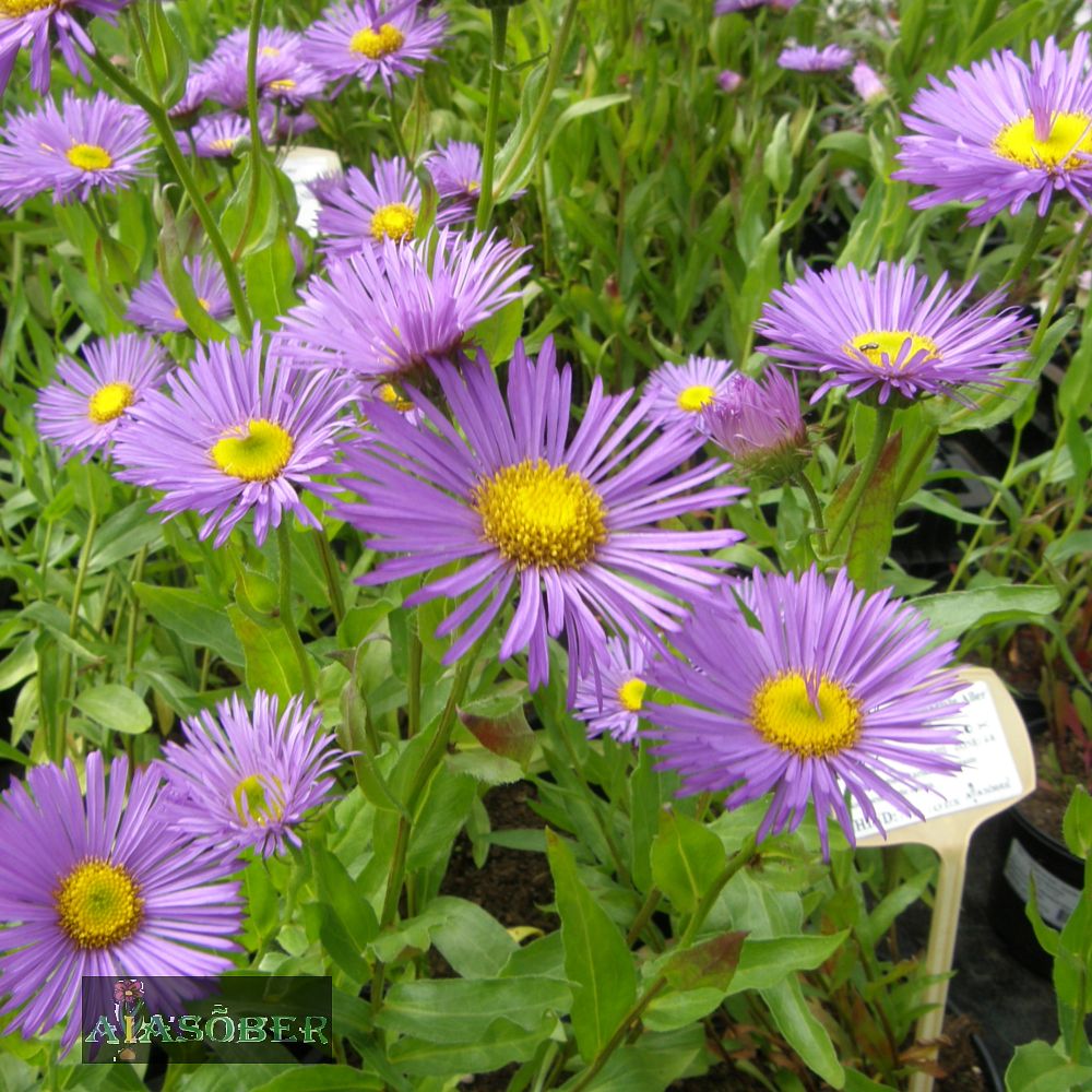 Aed-õnnehein 'Azure Beauty' (6 tk) - Image 4