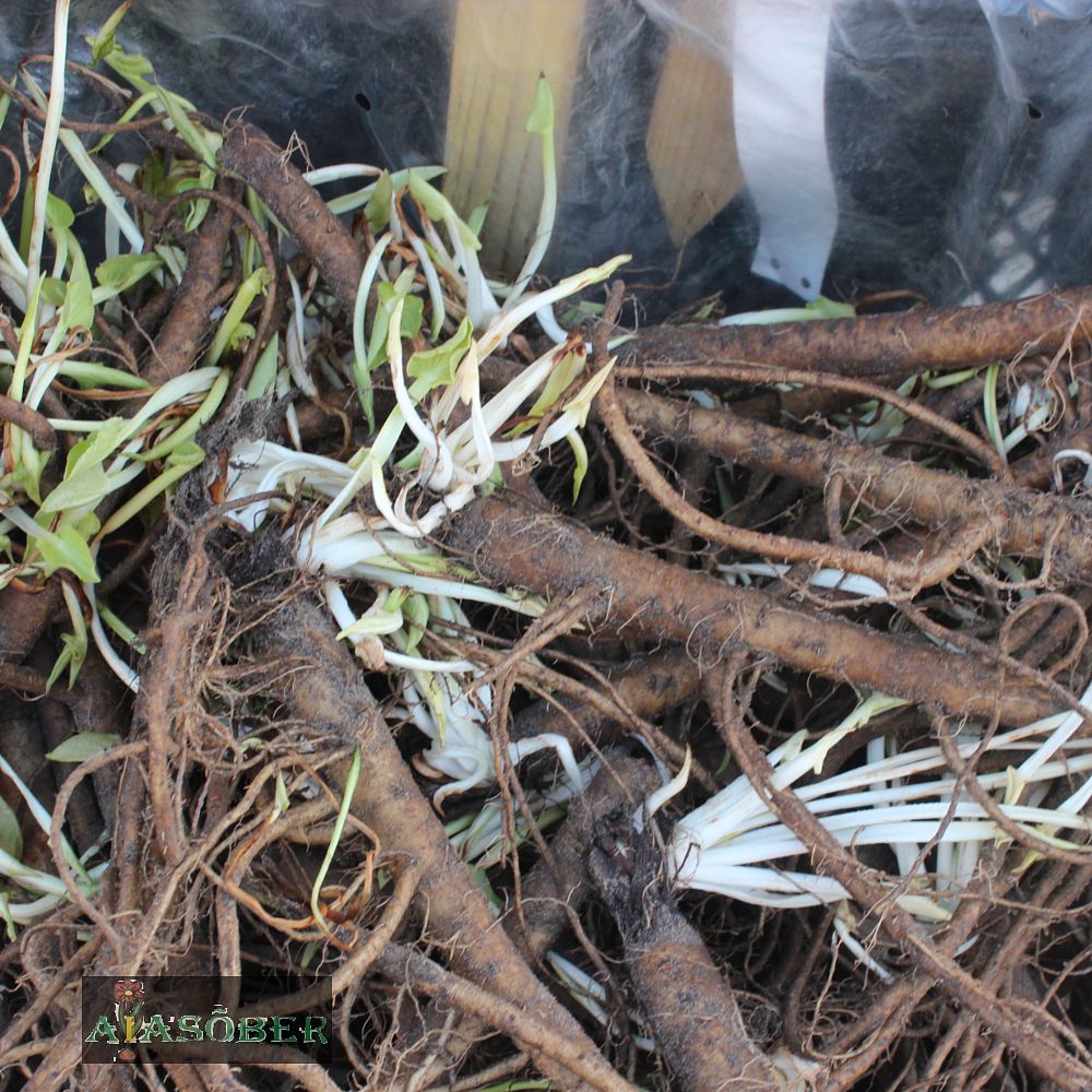 Hiid-ogaputk (6 tk) - Image 3