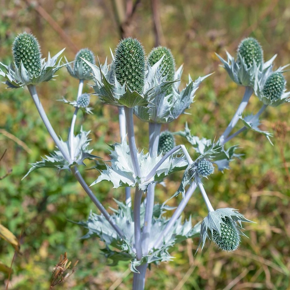 Hiid-ogaputk 'Silver Ghost' (6 tk) - Image 3