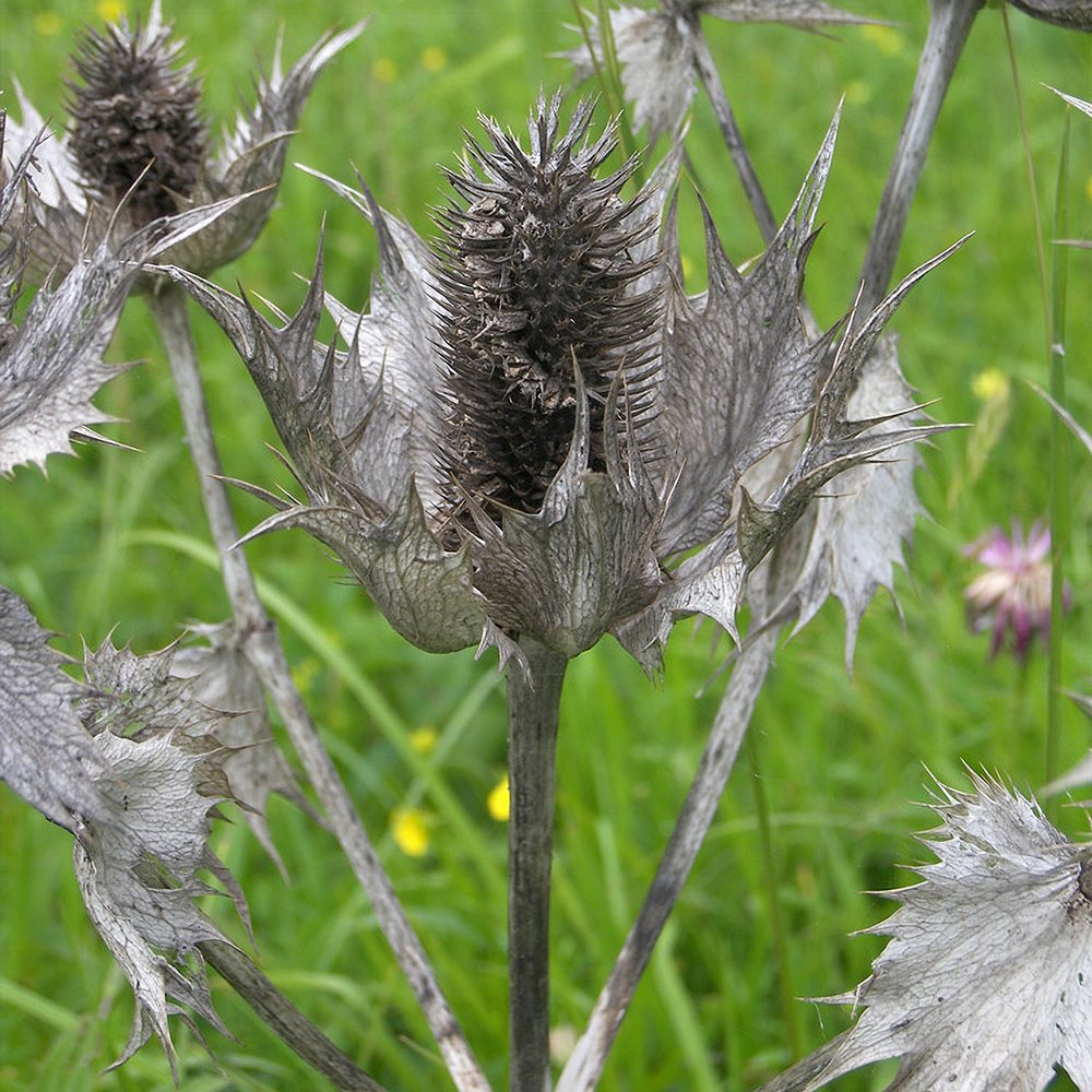 Hiid-ogaputk 'Silver Ghost' (6 tk) - Image 4