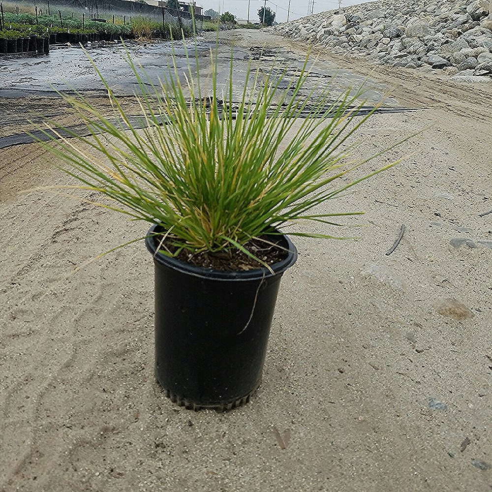 Atlase-aruhein (6 tk) - Image 2