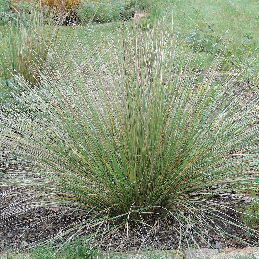 Atlase-aruhein (6 tk) - Image 3