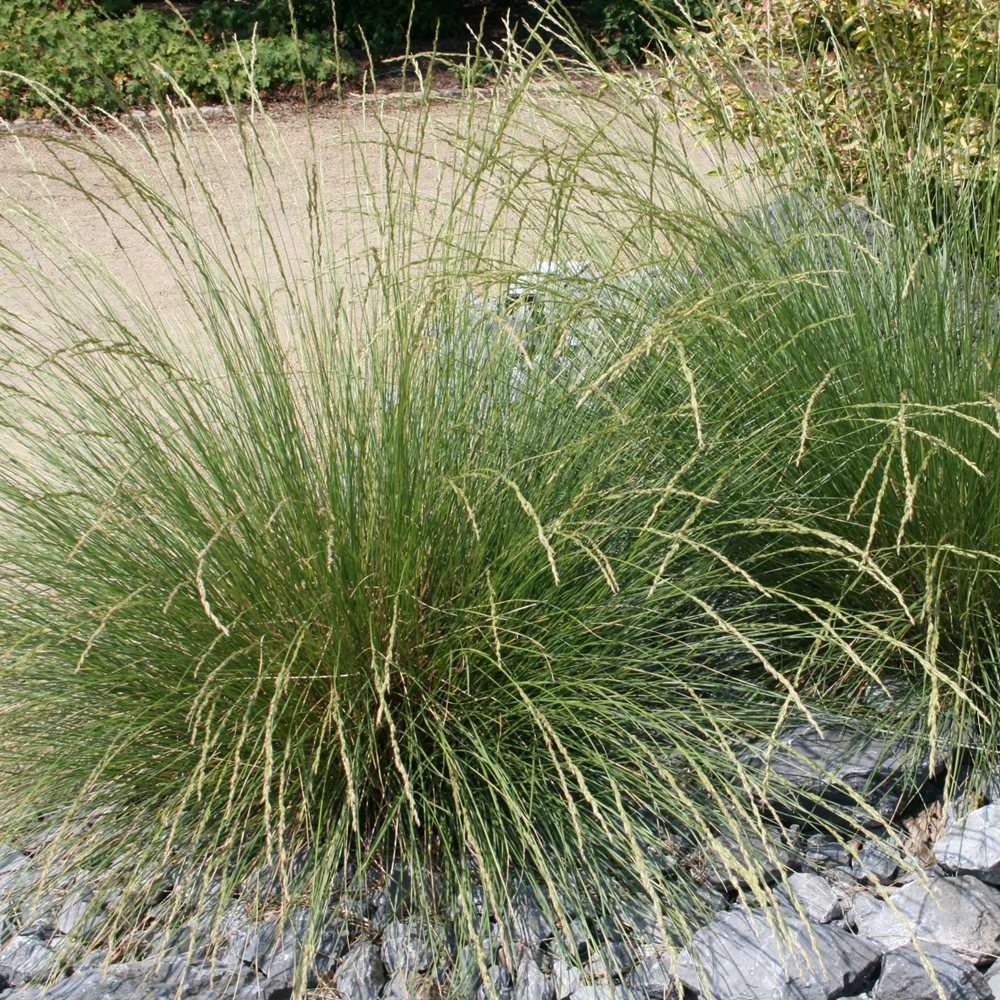 Atlase-aruhein (6 tk) - Image 4