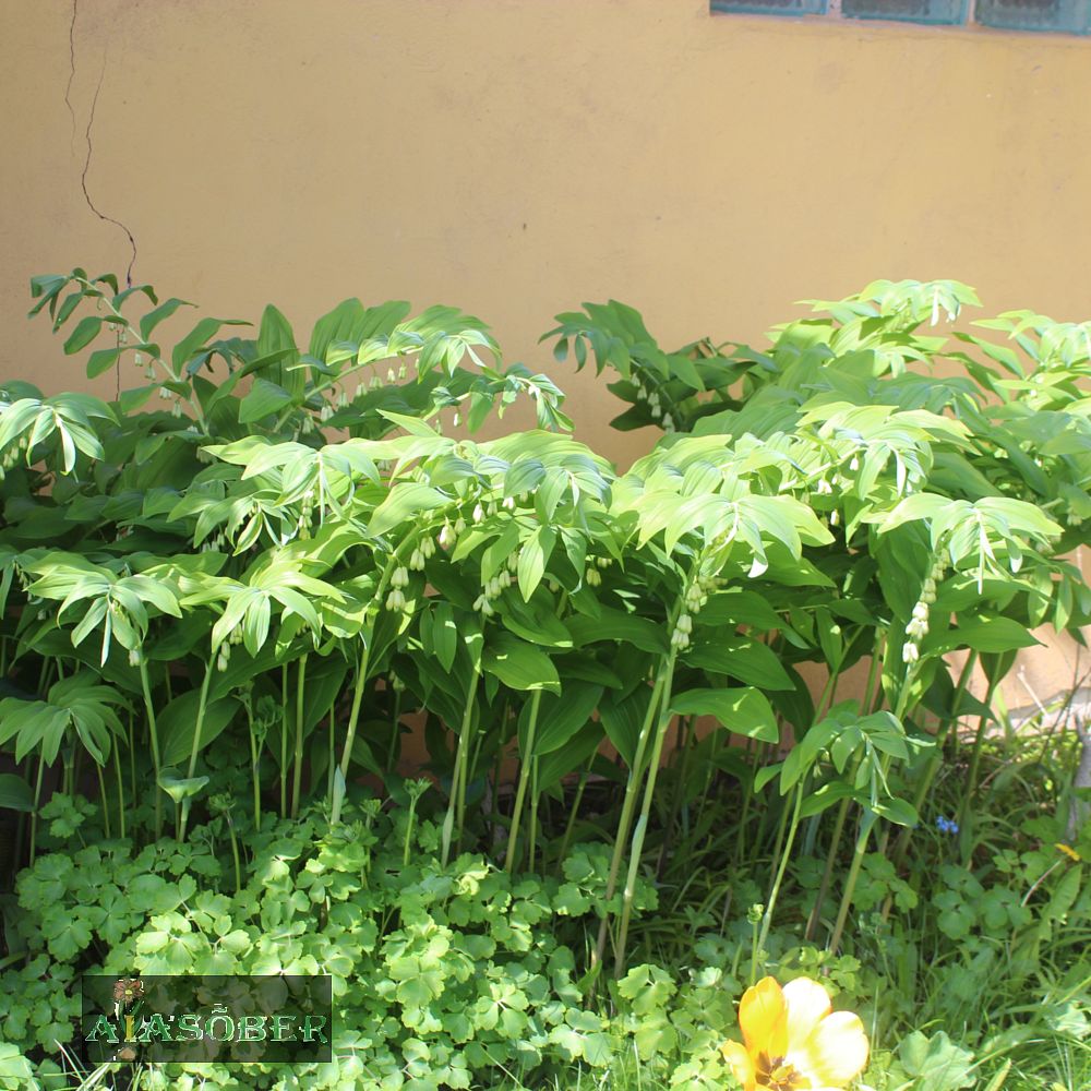 Ude-kuutõverohi (6 tk) - Image 2