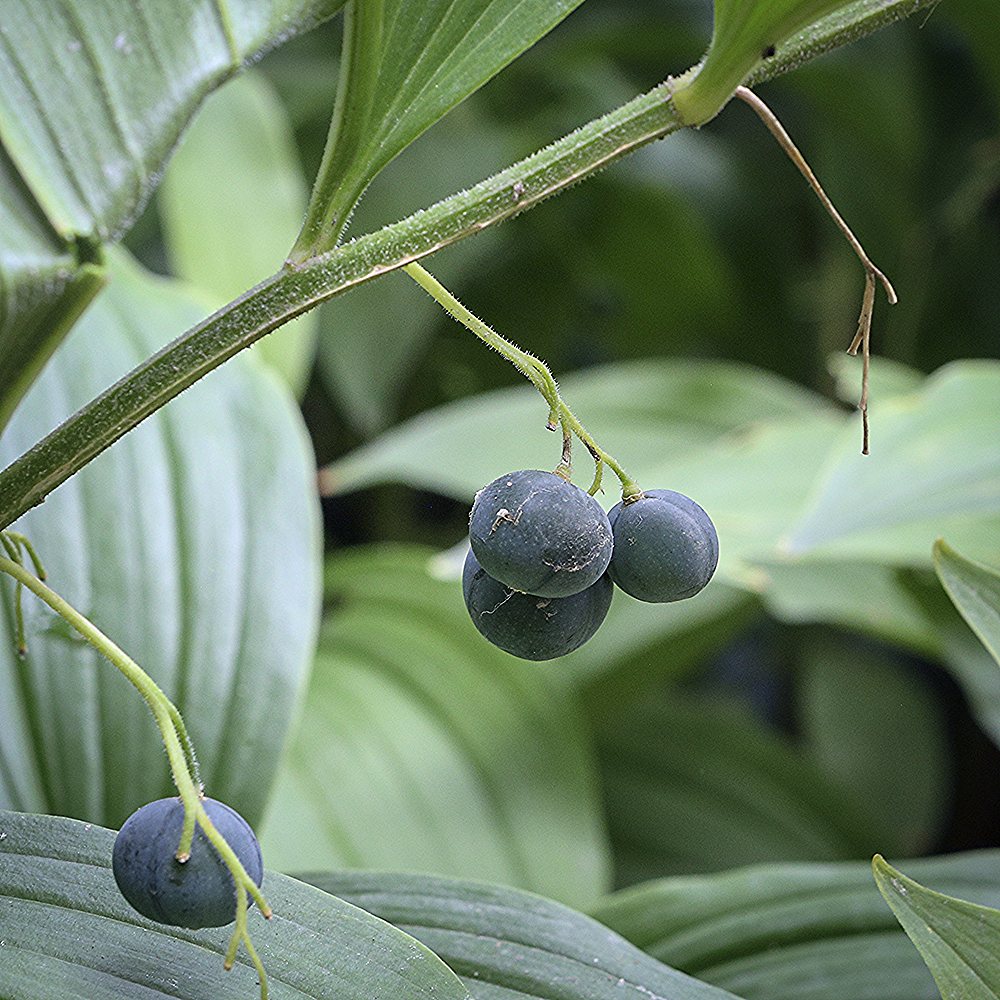 Ude-kuutõverohi (6 tk) - Image 4