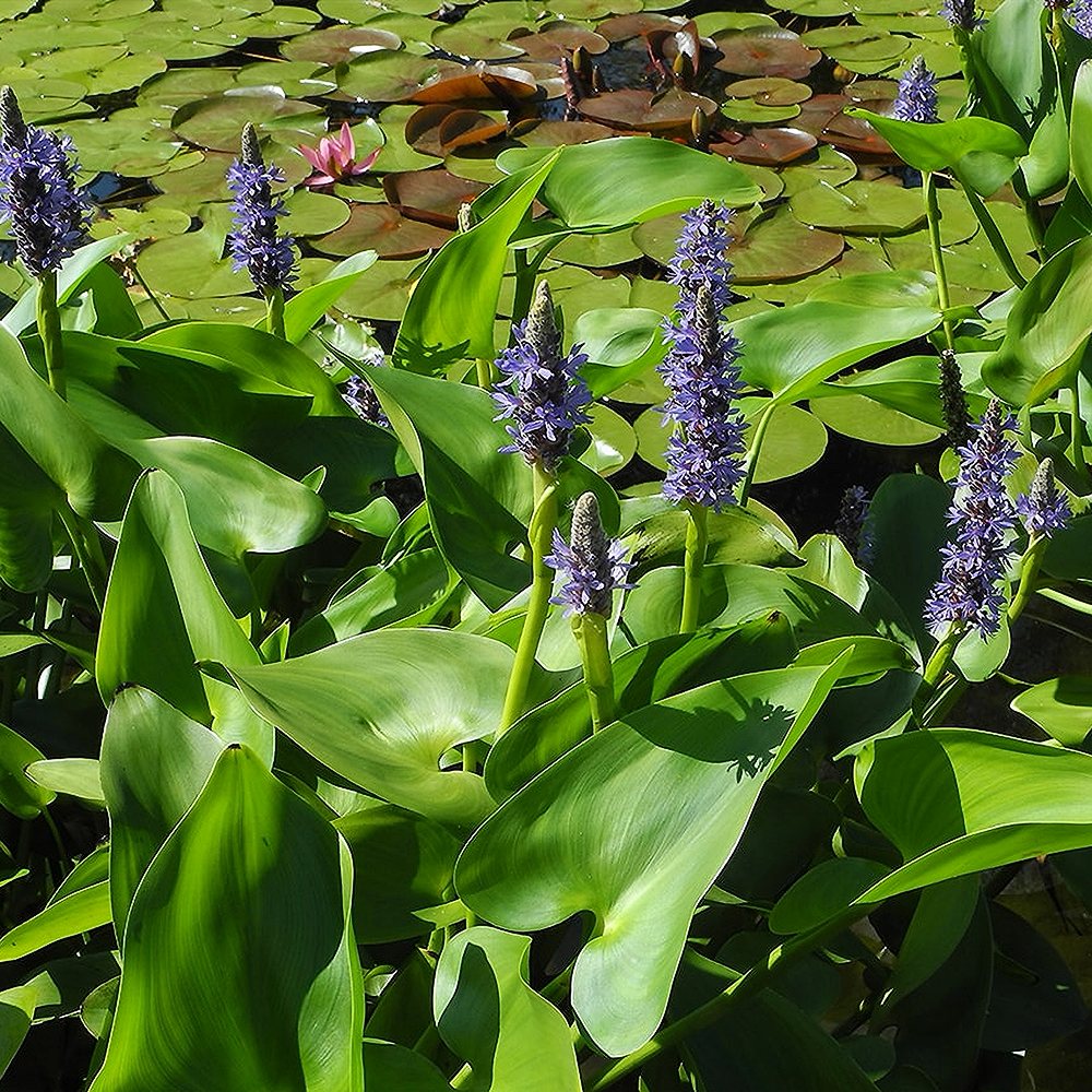 Südajas pontedeeria (6 tk) - Image 4
