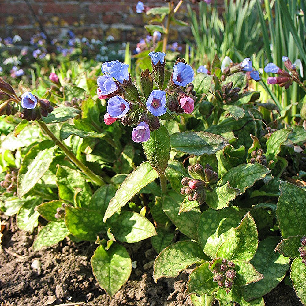 Kopsurohi 'Miss Elly' (6 tk) - Image 2