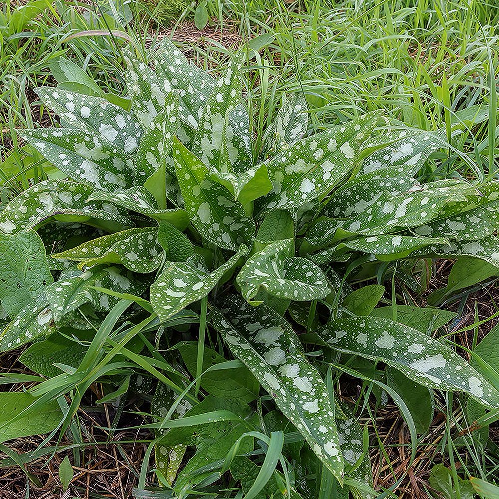 Kopsurohi 'Miss Elly' (6 tk) - Image 3