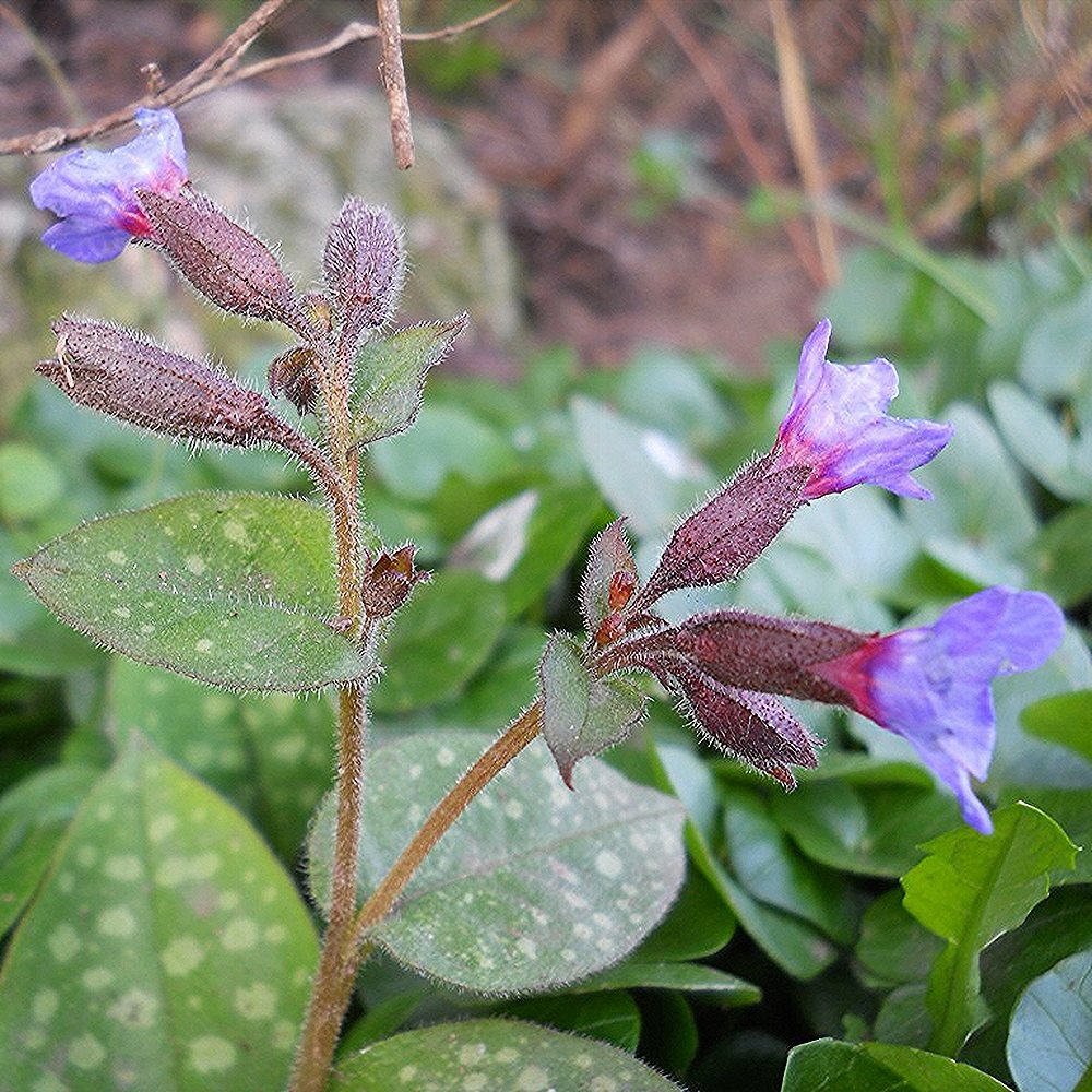 Kopsurohi 'Miss Elly' (6 tk) - Image 4