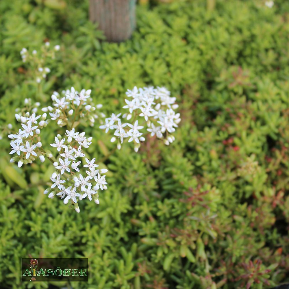 Valge kukehari 'Coral Carpet' (6 tk) - Image 4