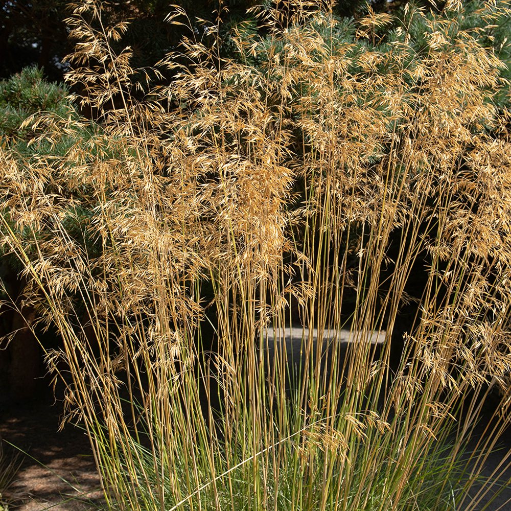 Hiigel-stepirohi (6 tk) - Image 3