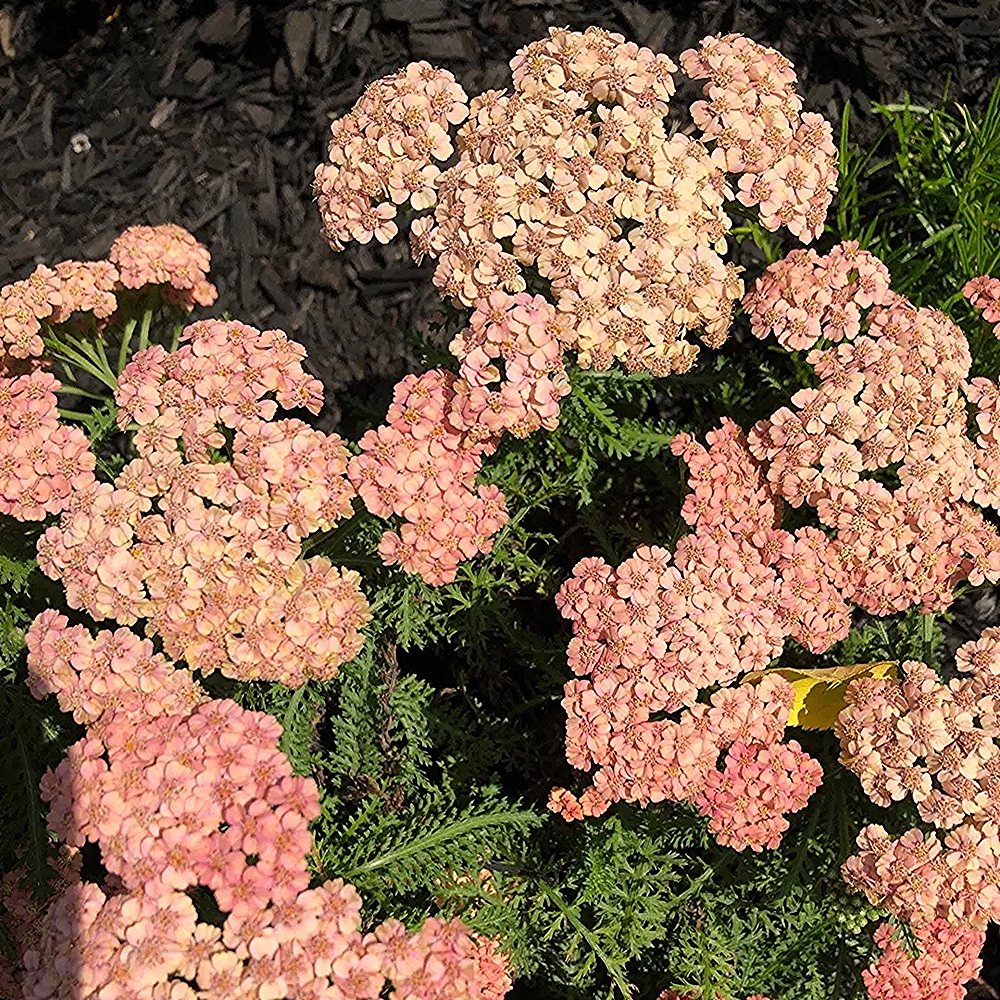 Harilik raudrohi 'Apricot Delight' (6 tk) - Image 2