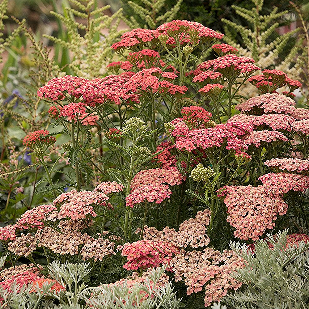 Harilik raudrohi 'Apricot Delight' (6 tk) - Image 3