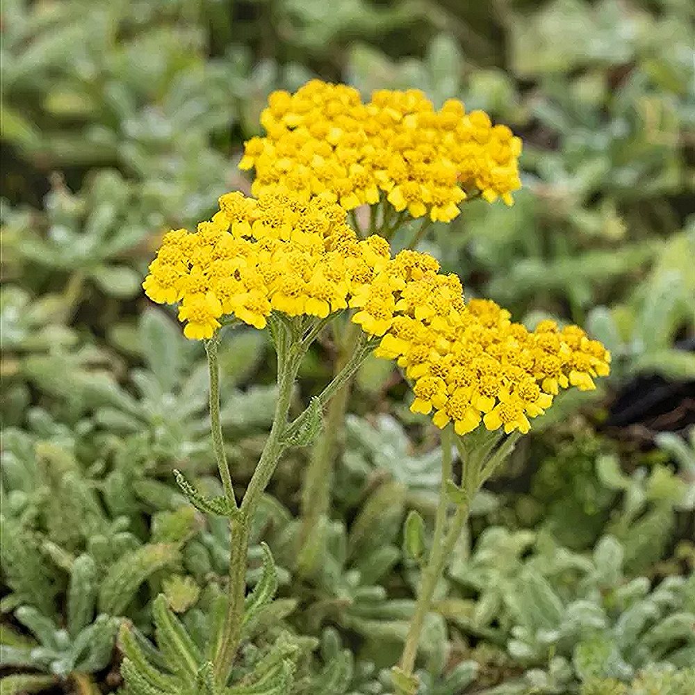 Karvane raudrohi 'Aurea' (6 tk) - Image 2