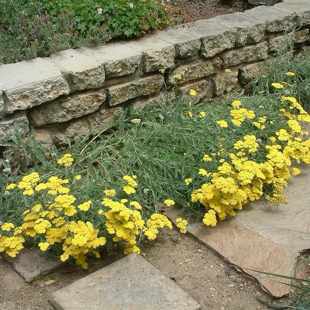 Karvane raudrohi 'Aurea' (6 tk) - Image 4