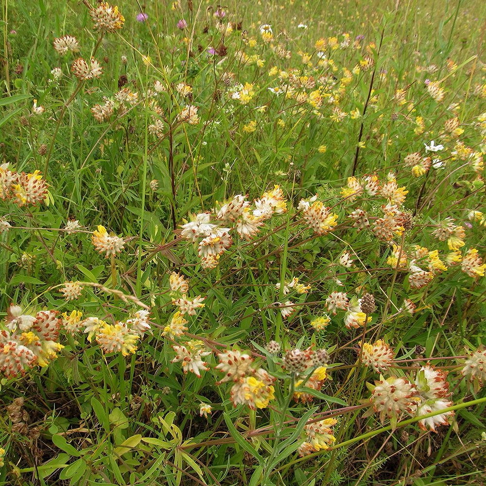 Harilik koldrohi (6 tk) - Image 3