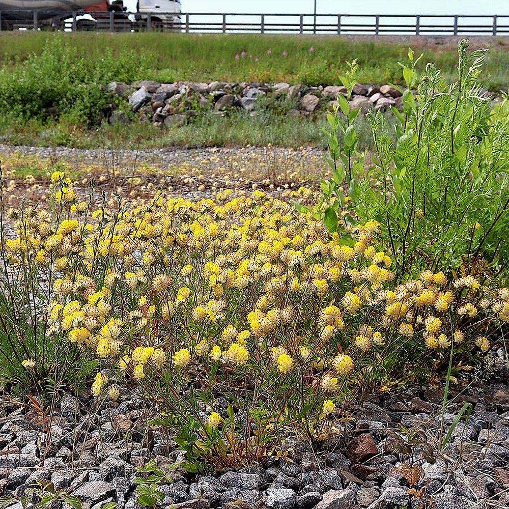 Harilik koldrohi (6 tk) - Image 4