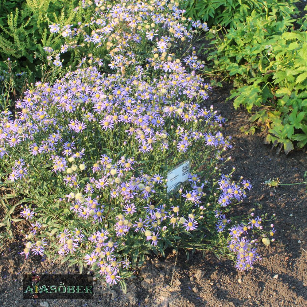 Amellaster 'Brilliant' - Image 3