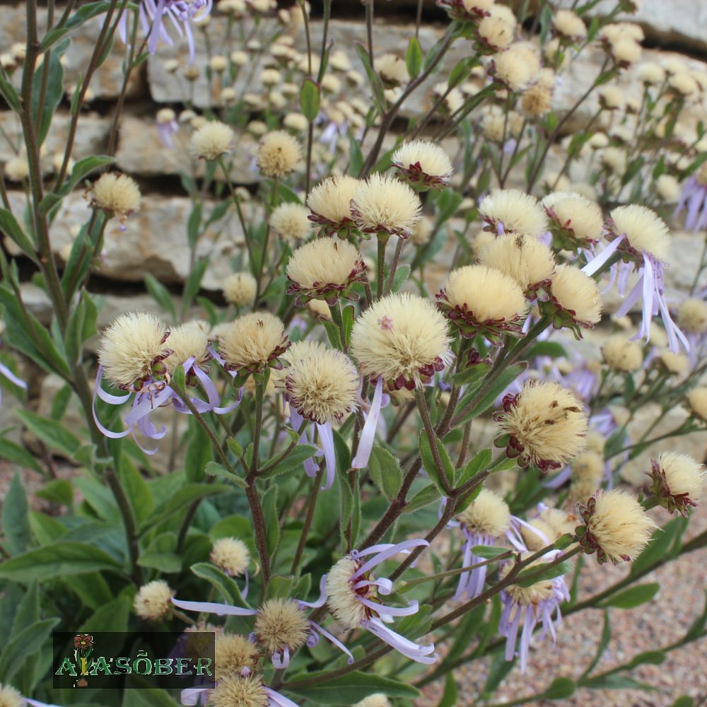 Amellaster 'Brilliant' - Image 4