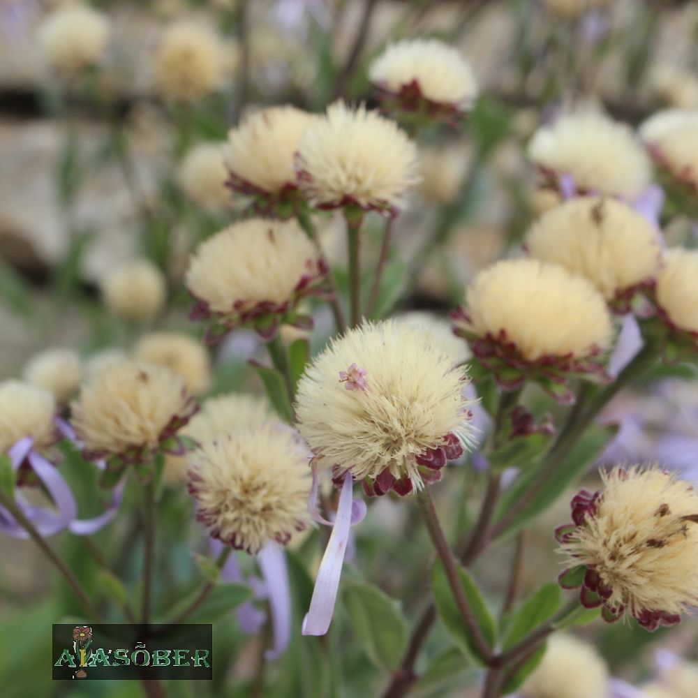 Amellaster 'Grunder' - Image 4