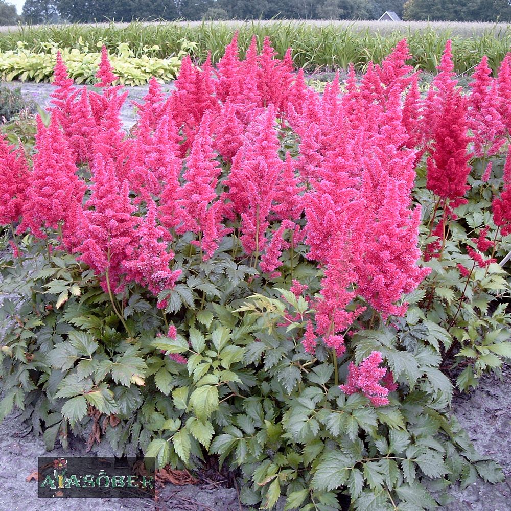 Jaapani astilbe 'Henry Noblett' - Image 3