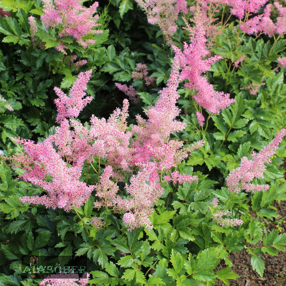 Jaapani astilbe 'Mainz' (6 tk) - Image 4