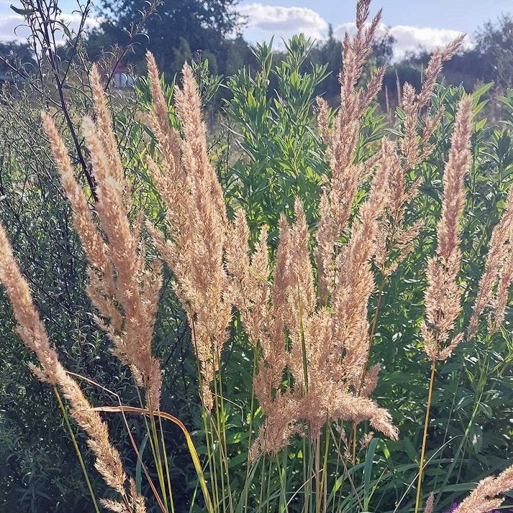 Jäneskastik - Image 2