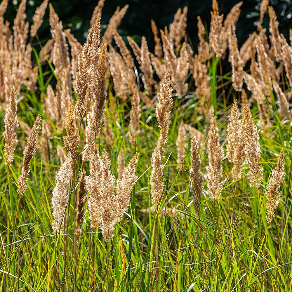 Jäneskastik - Image 3