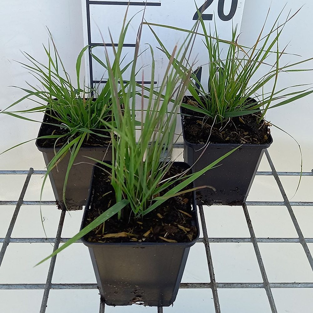 Jäneskastik - Image 4