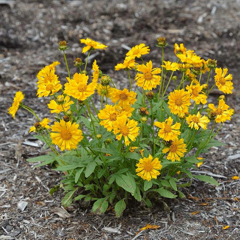 Neiusilm 'Jethro Tull' (6 tk) - Image 2