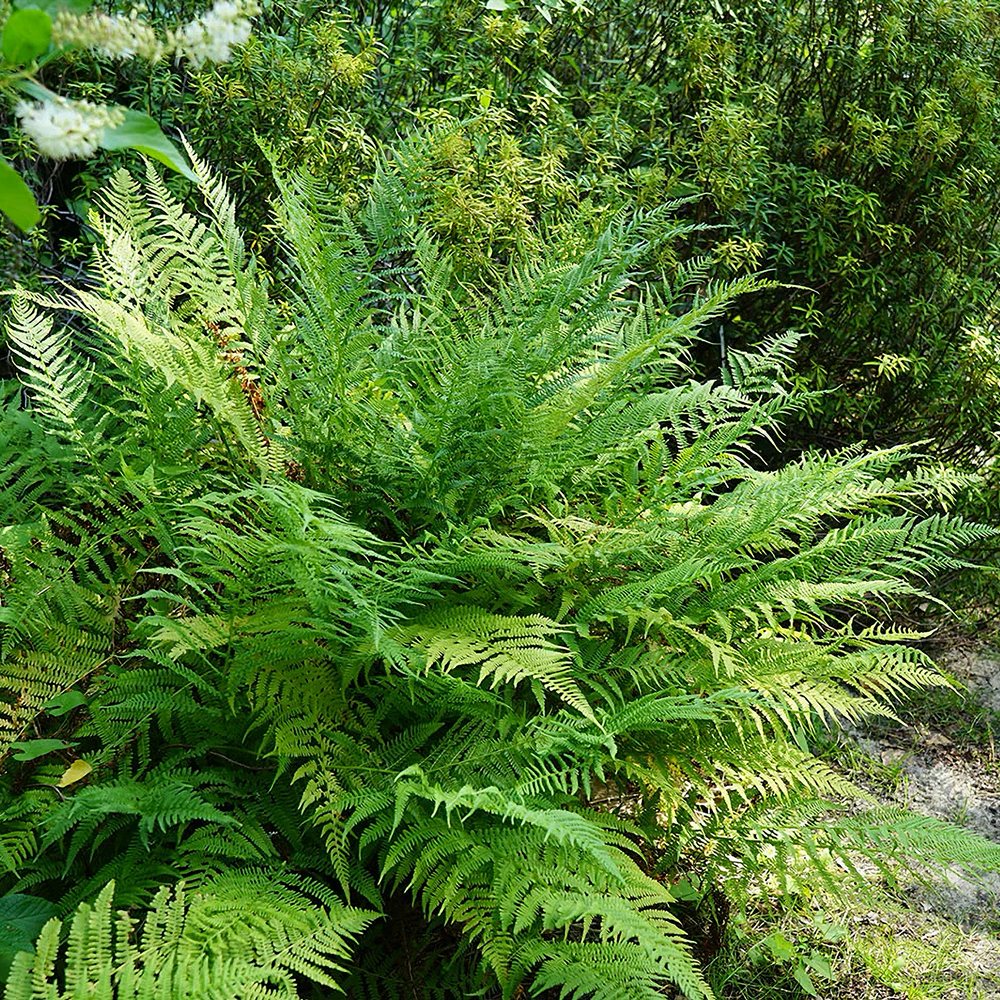 Austria sõnajalg 'Lepidota Cristata' - Image 2