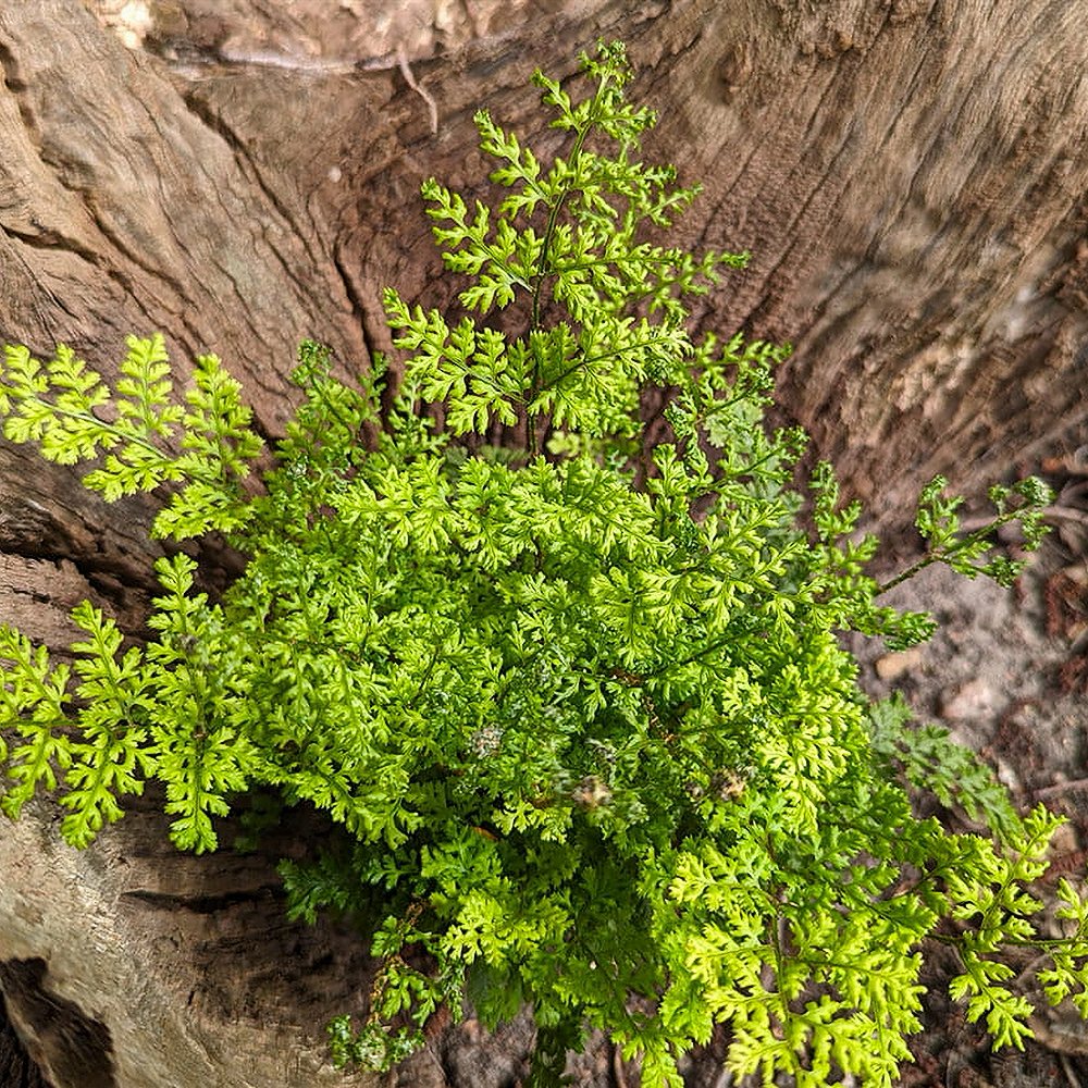 Austria sõnajalg 'Lepidota Cristata' - Image 3