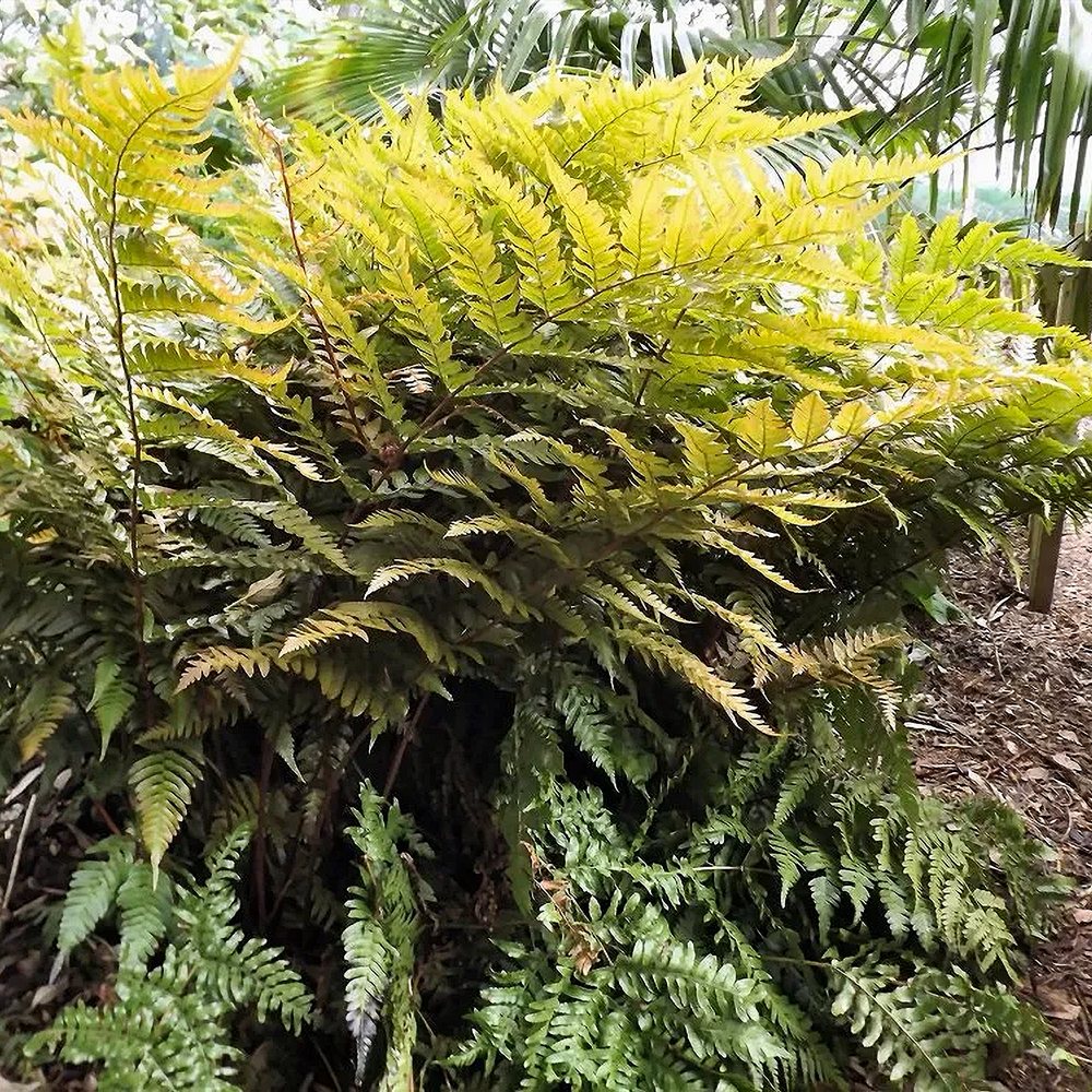 Punaloor-sõnajalg 'Prolifica' (6 tk) - Image 2