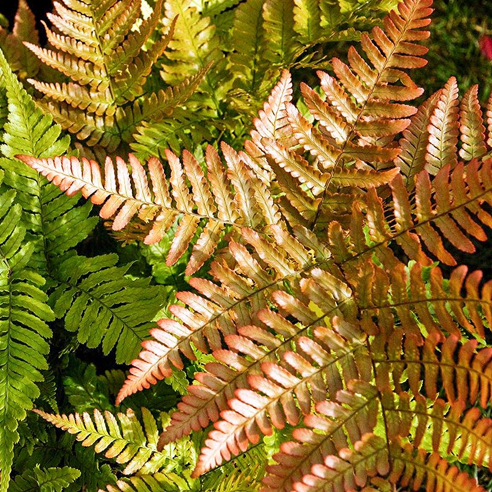 Punaloor-sõnajalg 'Prolifica' (6 tk) - Image 3