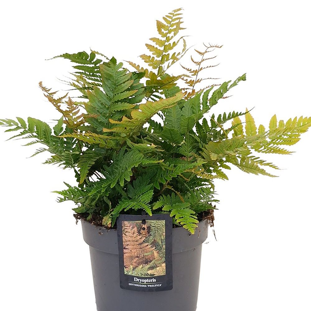 Punaloor-sõnajalg 'Prolifica' (6 tk) - Image 4