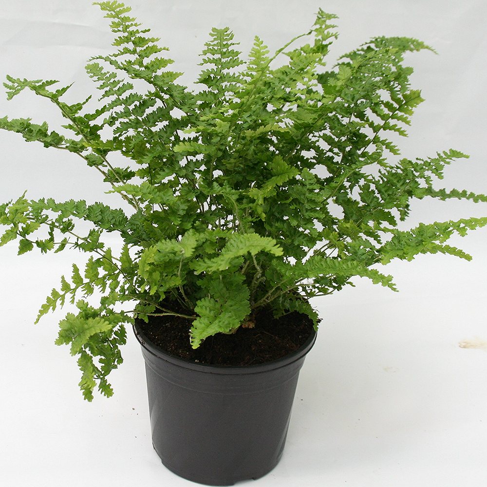 Maarja-sõnajalg 'Barnesii' (6 tk) - Image 2