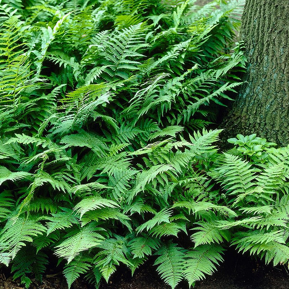 Maarja-sõnajalg 'Barnesii' (6 tk) - Image 3