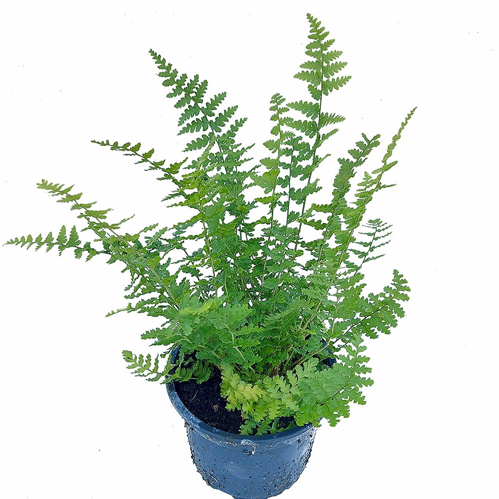 Maarja-sõnajalg 'Barnesii' (6 tk) - Image 4