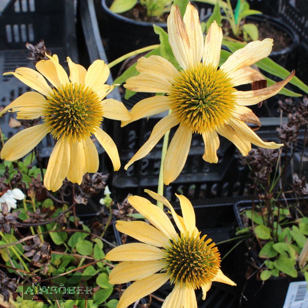 Siilkübar 'Aloha' (6 tk) - Image 3